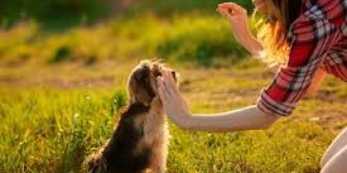 How To Turn RIGHT DOG TRAINER Into Success