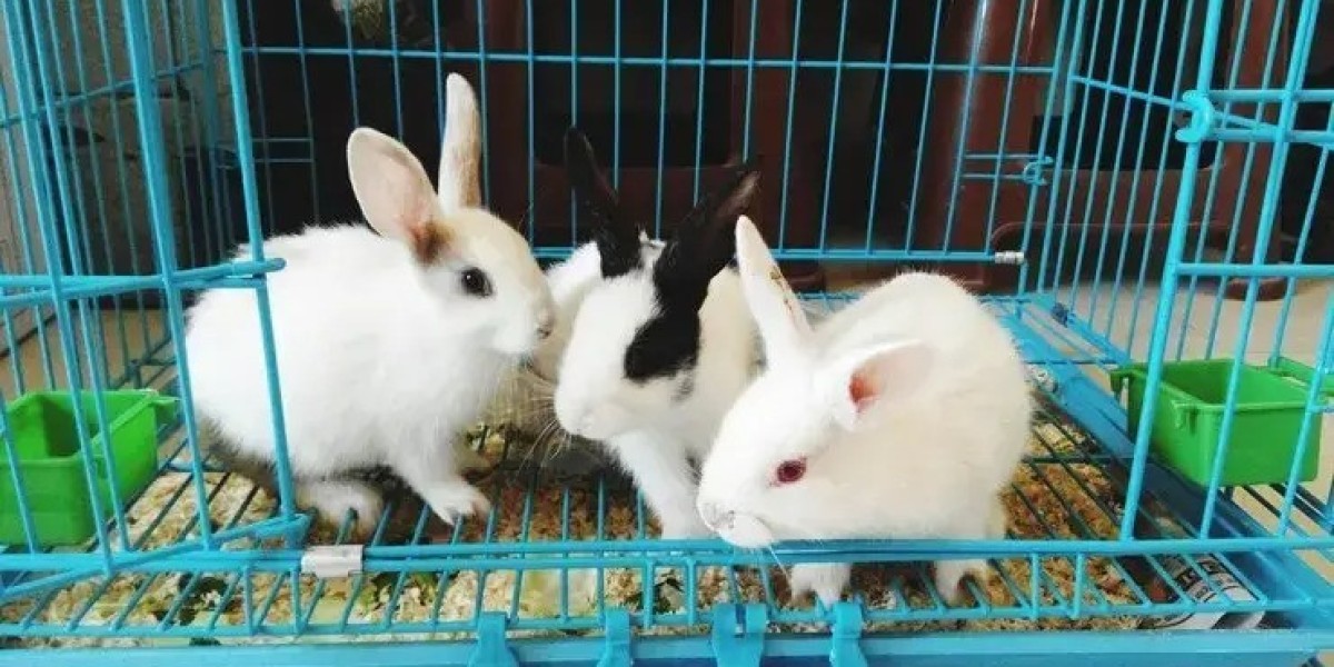 Discover the Best Rabbit Boarding in Sharjah for Your Beloved Pet