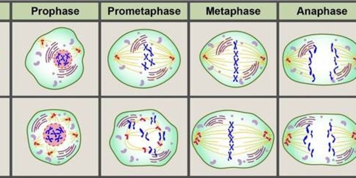 NewEra Biosciences Offers Comprehensive Centrosome Antibody Solutions for Oncology Research