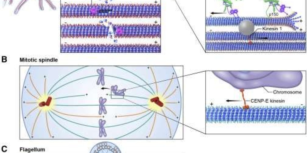 Technological Advances in Cytoskeleton Research