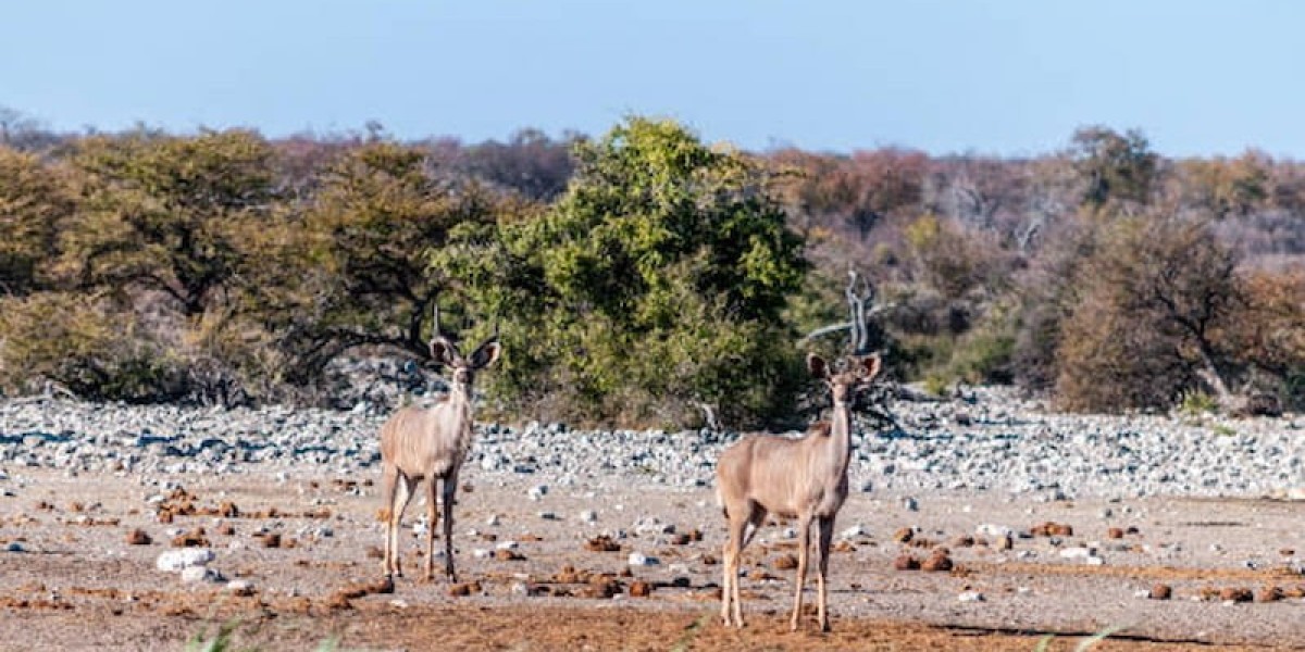 The 5 Best Kenya's Safari parks and resorts