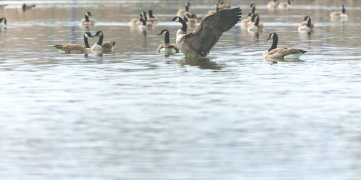 Birds and Bucks Outdoors Best Guided Goose Hunt Colorado