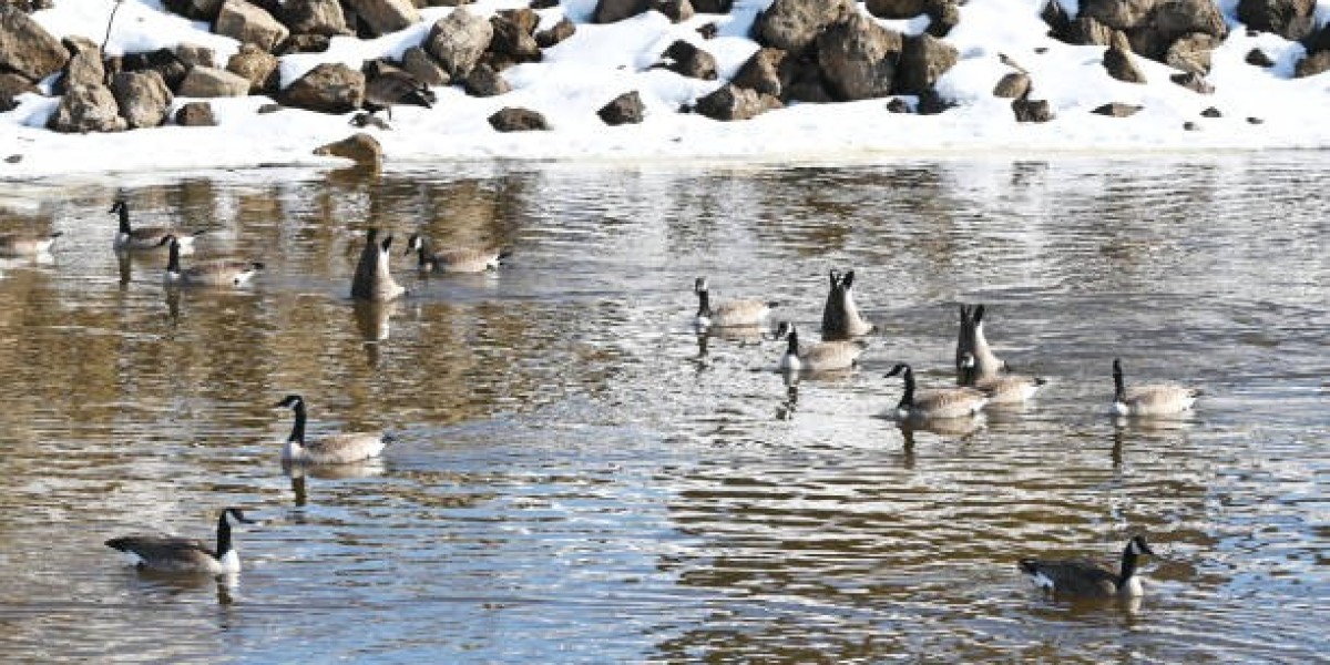 Birds and Bucks Outside Experience the Thrill of Colorado Guided Goose Hunts