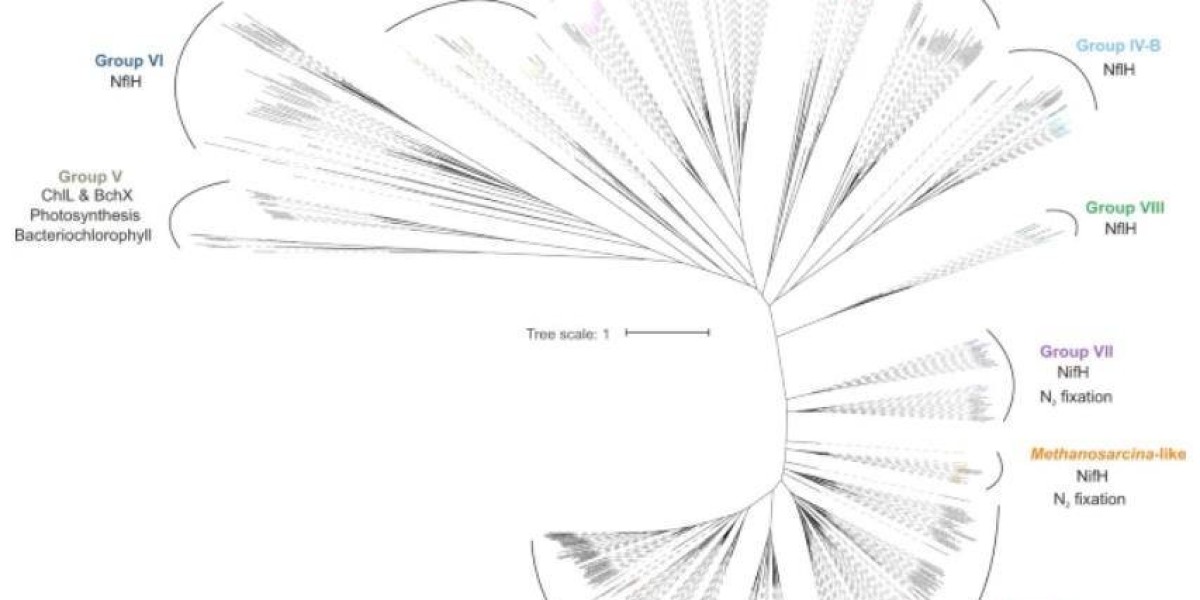 Exploring Nitrogen Cycle Patterns and Mechanisms through Metagenomic Sequencing