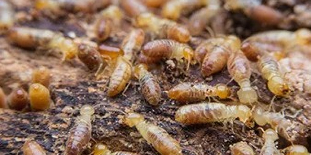 Termite Pest Control Services by Urban Junggle: A Comprehensive Guide