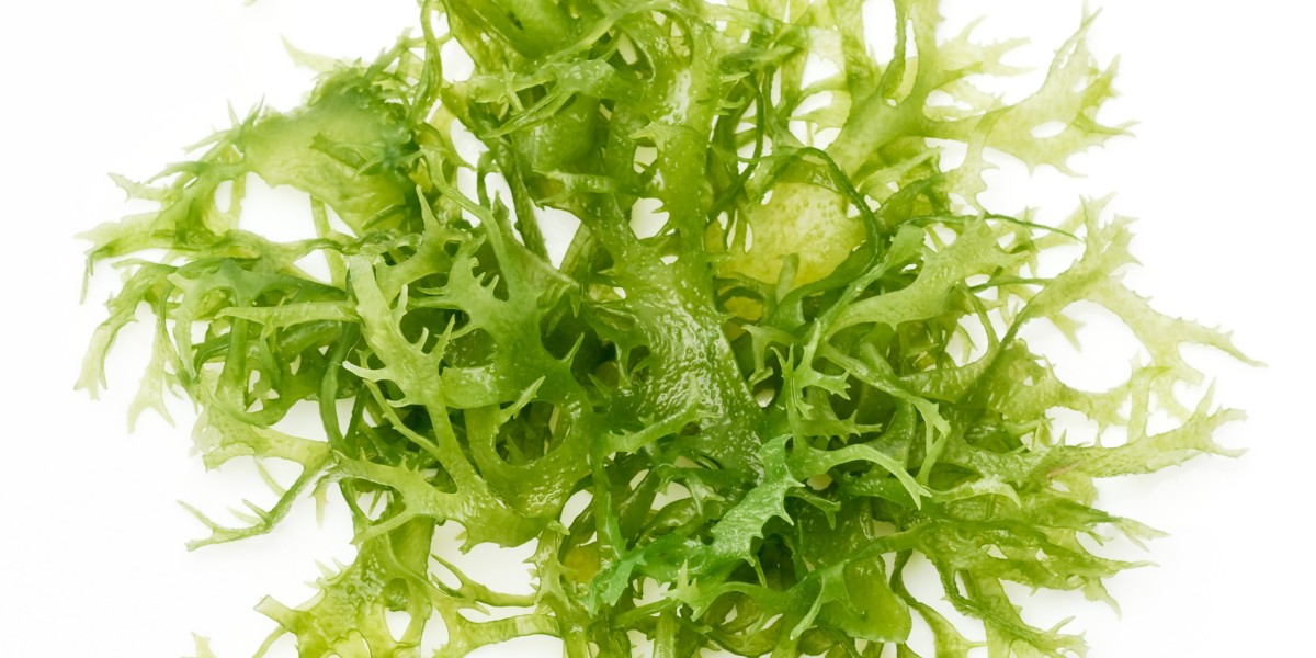 DHA From Algae Market Share Expands as Demand for Plant-Based Omega-3 Grows