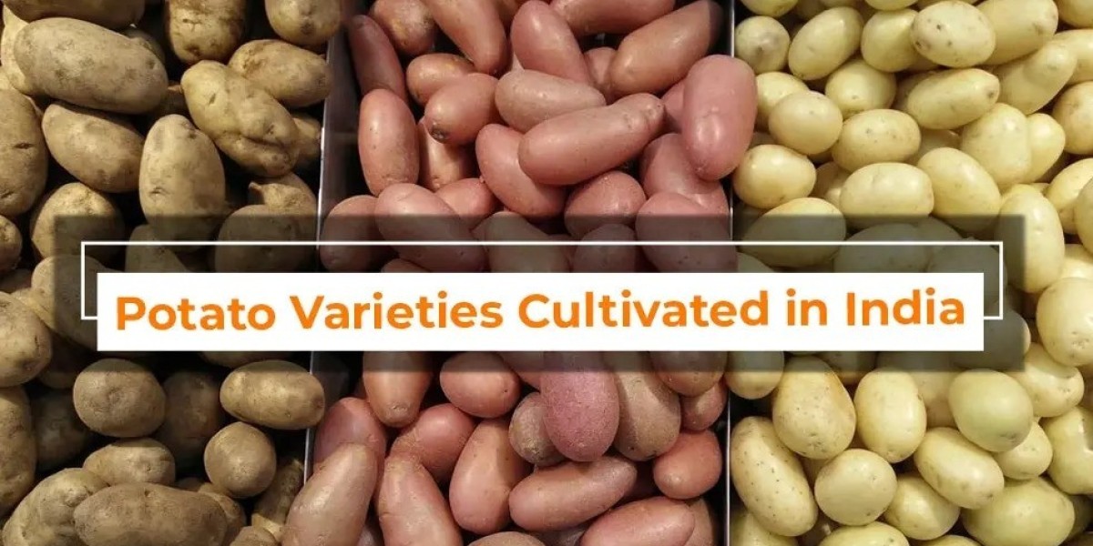 What are the potato varieties cultivated in India?