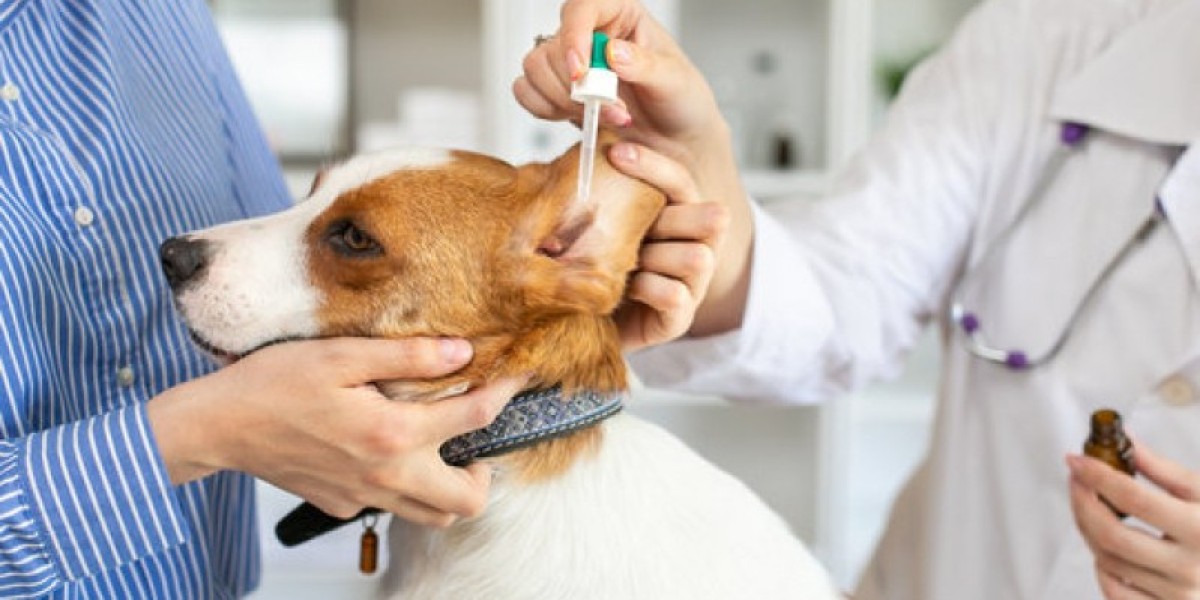 Perda de Apetite em Cães: Erliquiose Pode Ser a Causa? Aprenda a Identificar os Sintomas.