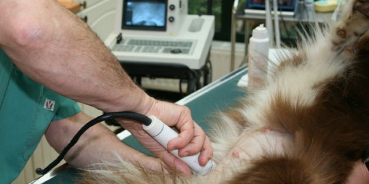 What to Expect When You Attend a Wellness Exam for Your Pet