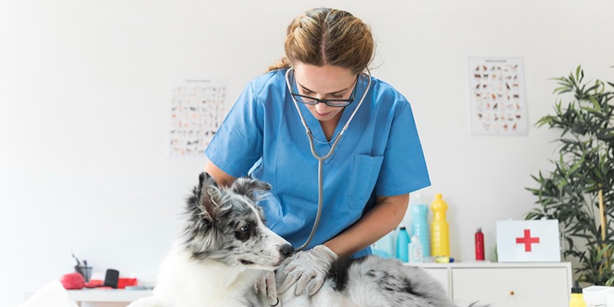 Como a Ultrassonografia Veterinária Revoluciona o Diagnóstico nos Animais de Estimação