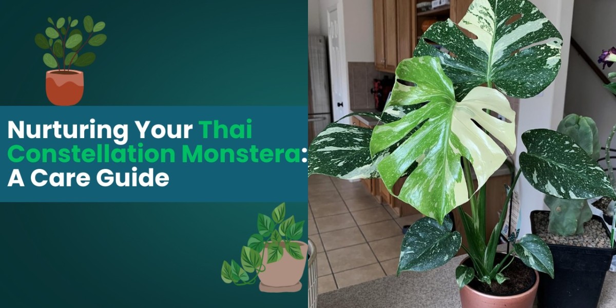 Nurturing Your Thai Constellation Monstera: A Care Guide