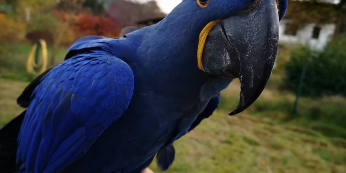 How Lolita Blue & Gold Macaw Transformed My Life For The Better