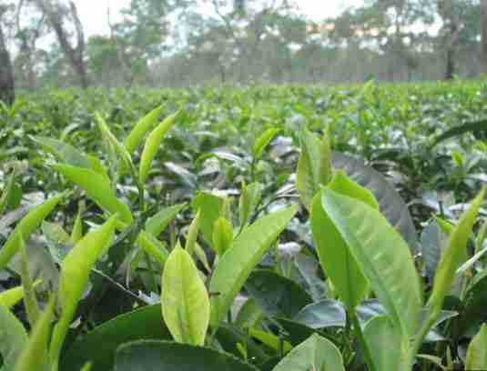 Affordable Loose Tea Wholesale Price in Assam – Ge..