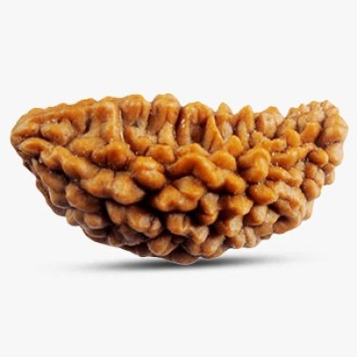 1 Mukhi Rudraksha Profile Picture