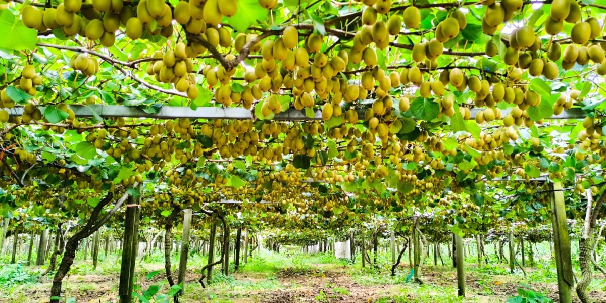 The Great Kiwi Harvest: Celebrating the Bounty of the Season