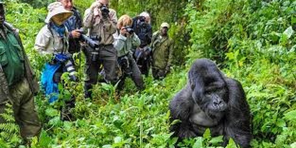 Complete Guide to Planning Your Rwanda Gorilla Trekking Tour