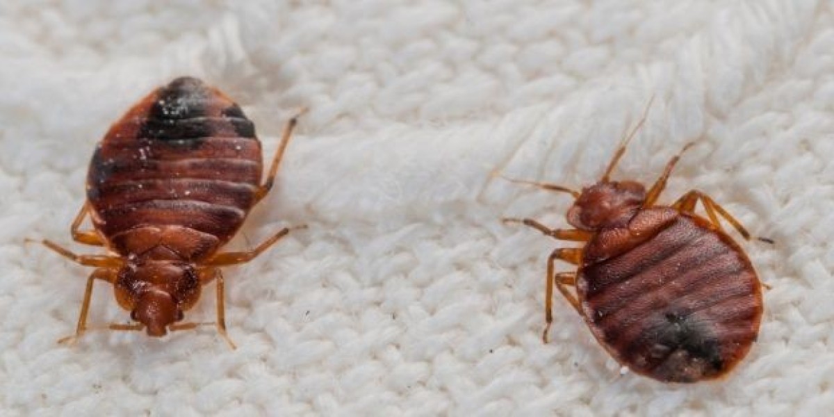 Pest Control & Bed Bug Treatment