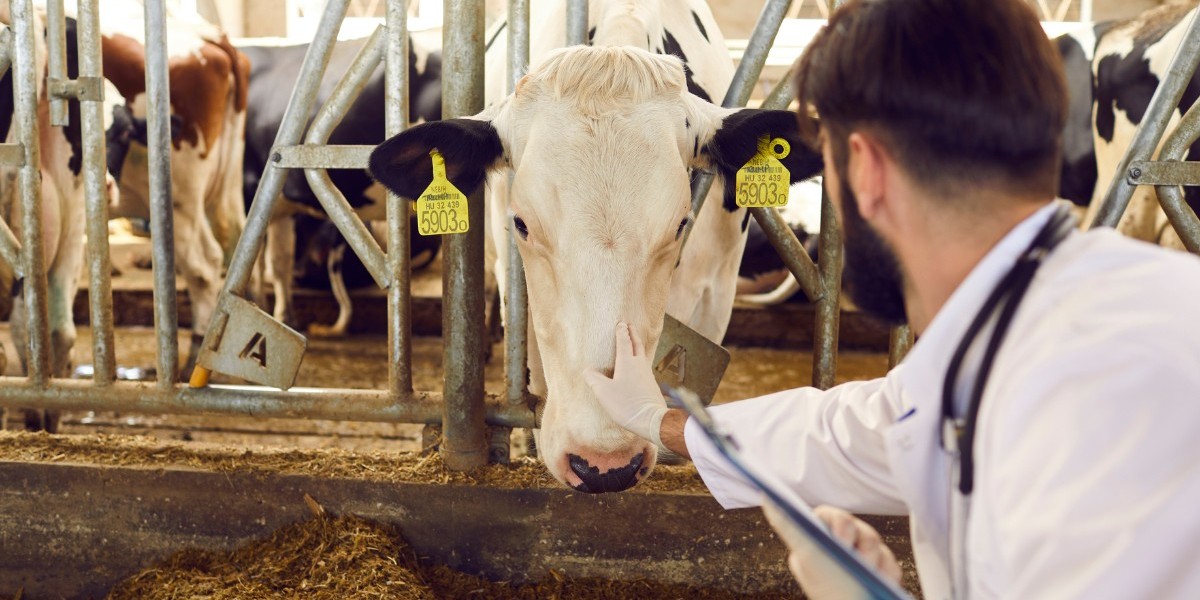 El Crecimiento del Mercado de Sanidad Animal en España: Tendencias, Factores Impulsores y Perspectivas Futuras