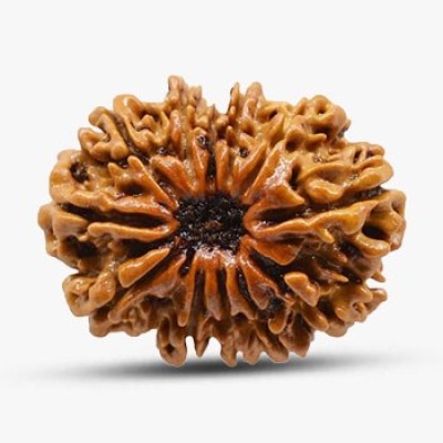 12 Mukhi Rudraksha Profile Picture