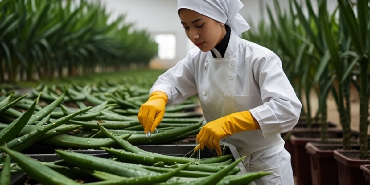 Aloe Vera Extract Manufacturing Unit 2025: Plant Setup and Industry Trends