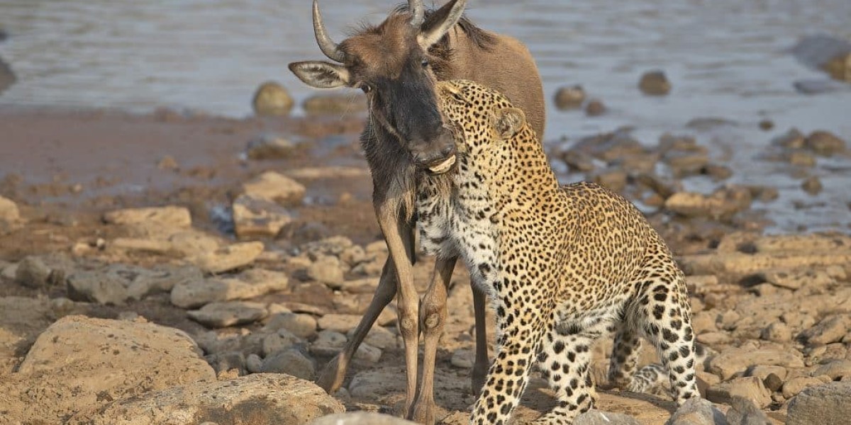 Maasai Mara Tours from India with Wild Voyager – Your Gateway to an Unforgettable Safari