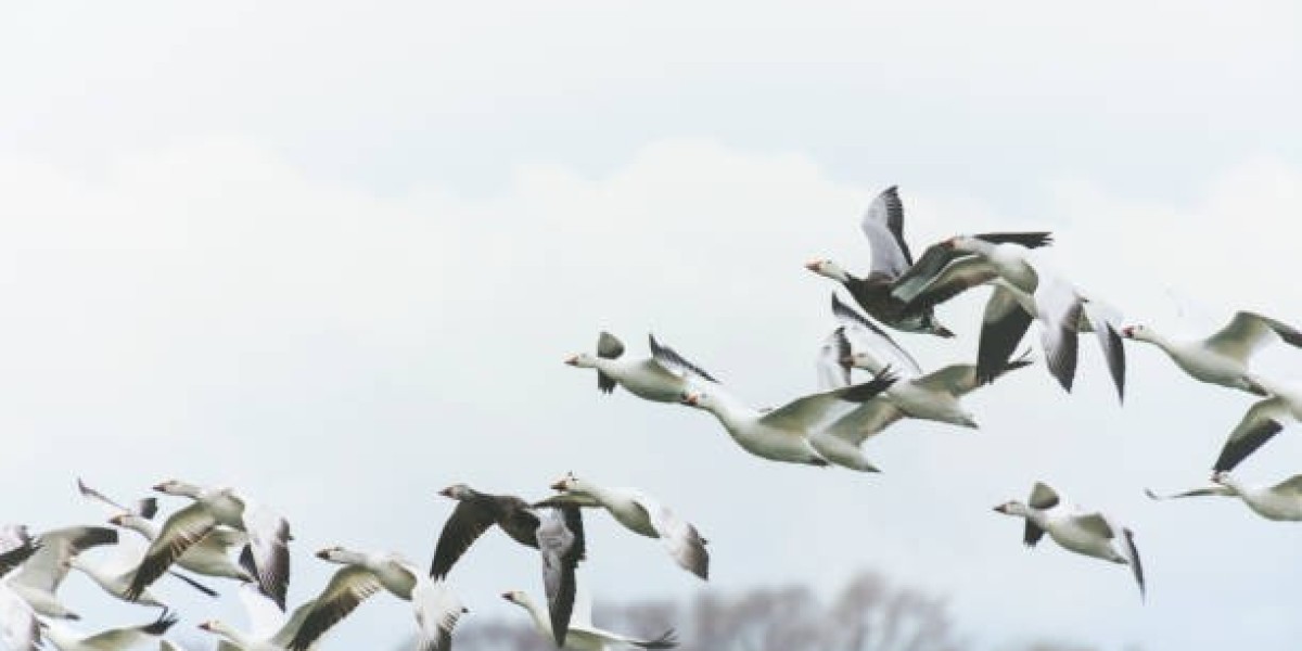 Colorado Greatest Goose Hunting Experience with Birds & Bucks Outdoors