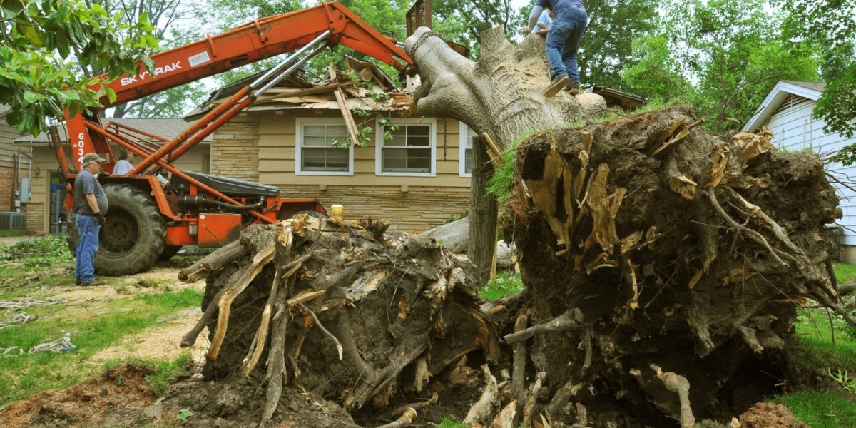 Get Professional and Affordable Tree Trimming Near You