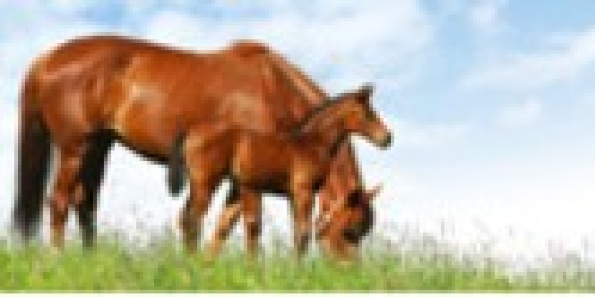 Safe and Reliable Horse Transport in California