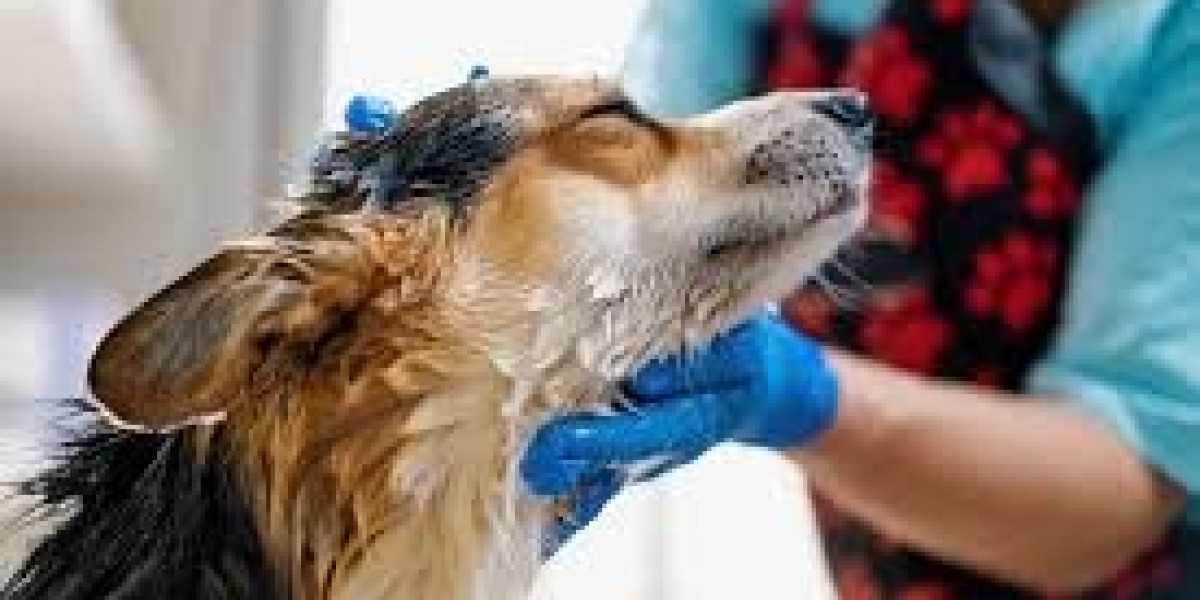 Benefits of Taking Your Dog to a Spa in Toronto