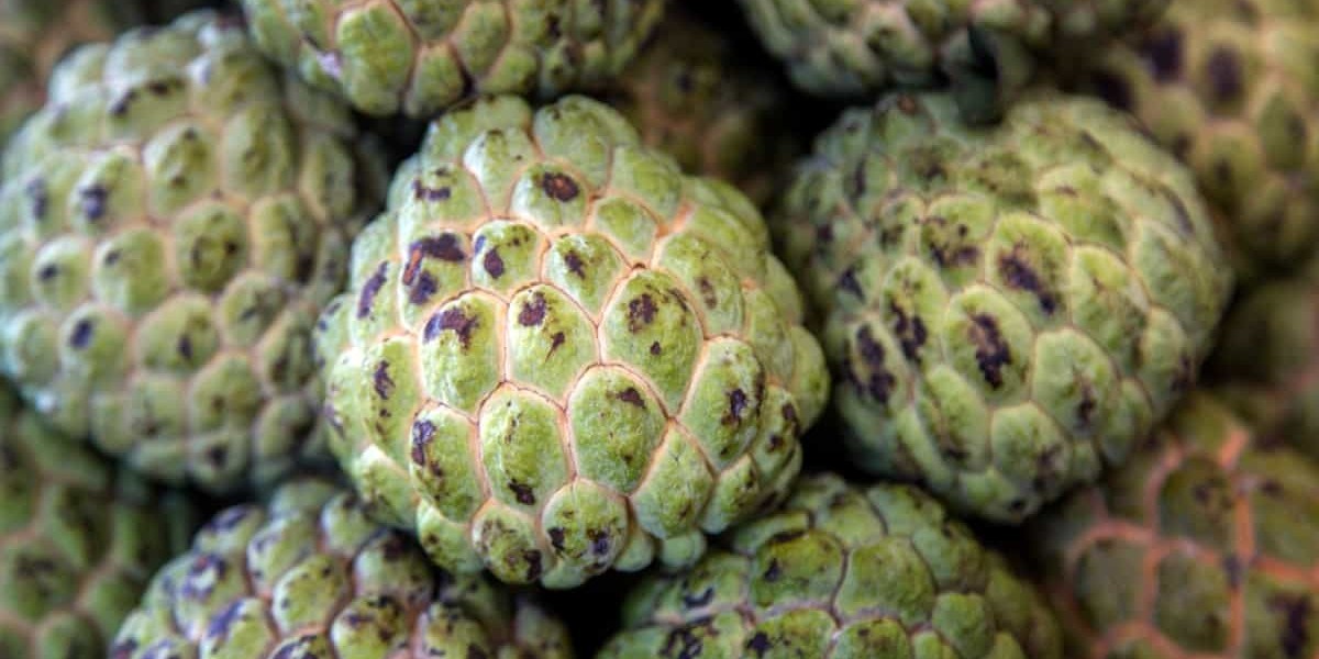 Custard Apple Processing Plant Project Report 2025: Industry Analysis, Unit Setup, Cost and Requirements